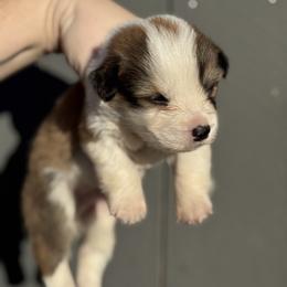 Nugget - Sable male Pembroke Welsh Corgi puppy in East Oakdale, California from Rhettro Kennels