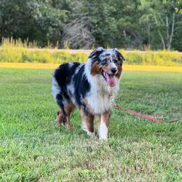 Joey - Blue merle male Australian Shepherd puppy in Hartville, Missouri from Stamper K9’s