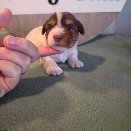 Kountree - Chocolate, tan and white female Yorkshire Terrier puppy in Clermont, Florida from Bella's Prissy Butts