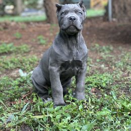 Pieta (Purple Collar) - Gray female Cane Corso puppy in Lusby, Maryland from Coastal View Kennels