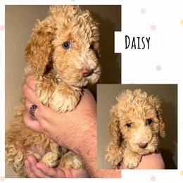 Daisy - Apricot female Poodle puppy in Surprise, Arizona from Oh Doodles Doodlery