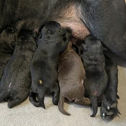 Labrador Retrievers from Rafter CS Labradors