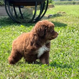 Boy 3 - Red tri male Miniature Australian Shepherd puppy in Arcadia, Indiana from Sunset Cowgirl Mini Aussies