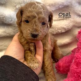 Opal - Apricot female Poodle puppy in Traverse City, Michigan from Riyem Wildflower Farms