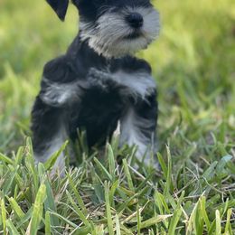 Miniature Schnauzer Puppies from Miniature Schnauzer Paradise llc