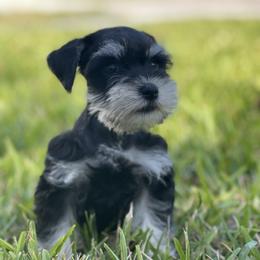 Miniature Schnauzer Puppies from Miniature Schnauzer Paradise llc