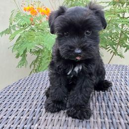 Boy4 - Black male Miniature Schnauzer puppy in Mc Allen, Texas from Demara’s Premium Schnauzers