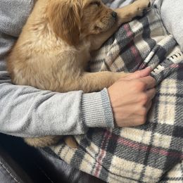 Golden Retriever Puppies from Charlottes Goldens