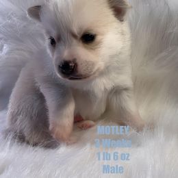 Pomsky Puppies from The Posh & Pampered Pomsky