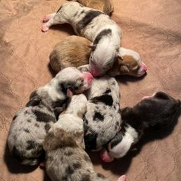 American Corgis and Pembroke Welsh Corgis from Central Texas Corgis