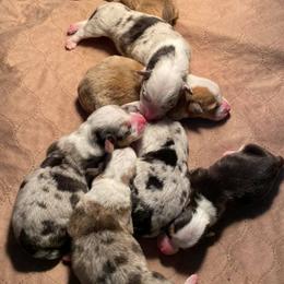 American Corgis and Pembroke Welsh Corgis from Central Texas Corgis
