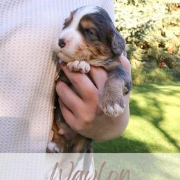 Waylon - Merle male Bernedoodle puppy in Idaho Falls, Idaho from Idahome Doodle