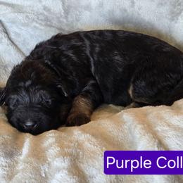Purple Collar - Black and red female German Shepherd puppy in Sumner, Iowa from Vom Wilke Kennels