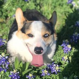 Toby - Pembroke Welsh Corgi