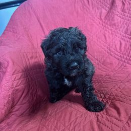 Girl1 - Black female Bouvier des Flandres puppy in Bethlehem, Connecticut from Bouviers Gate House
