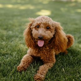 Piper - Goldendoodle