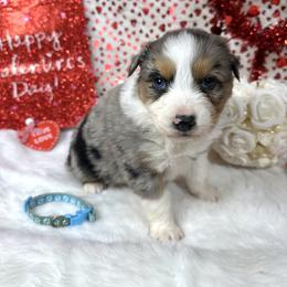 Tally - Blue merle female Australian Shepherd puppy in Vail, Iowa from Homegrown Huskies