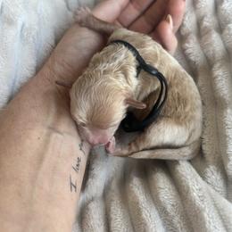 Black Collar - Red female Havapoo puppy in Powder Springs, Georgia from West Cobb Dogs