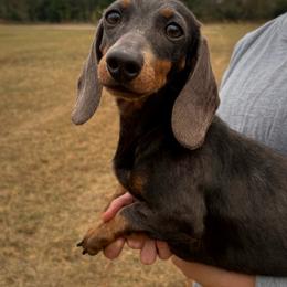 Stormi - Blue and tan female Dachshund puppy in Lumber City, Georgia from Willow Run Dachshund’s