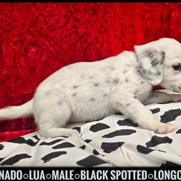 Tornado - White and black male Dalmatian puppy in Salem, Missouri from Paradise Spots Dalmatians