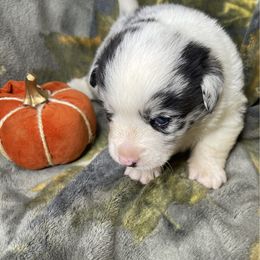 Oogie Boogie - Blue merle and white male American Corgi puppy in Grants Pass, Oregon from KnR Antler Dogs