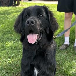 Fozzie - Black male Newfoundland puppy in Lenoir, North Carolina from Double T Newfoundlands & Cocker Spaniels