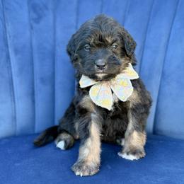 Ruby - Phantom female Bernedoodle puppy in Bellville, Ohio from Bernedoodle Buddies