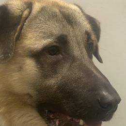 Anatolian Shepherd Dogs from Karen Maitilasso