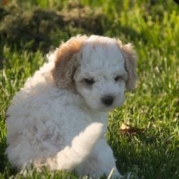 Australian Shepherd, Goldendoodle, and Poodle Puppies from 5AFarms