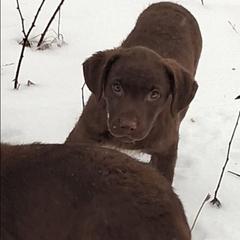 Pink - Brown female Chesapeake Bay Retriever puppy in Michigan from Blackwood Chesapeakes