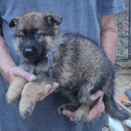 Boy 3 Blue - Sable male German Shepherd puppy in Lake George, Colorado from High Country German Shepherds