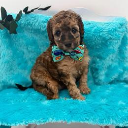 Tito - Sable male Goldendoodle puppy in Willacoochee, Georgia from Kitandkboodle's Doodles