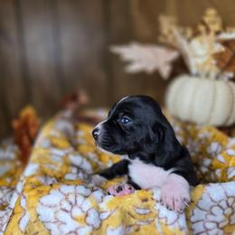 Rhaenyra - Black and white female Basset Hound puppy in Valley, Washington from Enchanted Valley Paws