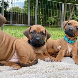 Rhodesian Ridgebacks from Keefer Ridge Rhodesian Ridgebacks