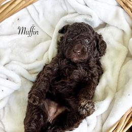 Muffin - Chocolate female Goldendoodle puppy in Taylorsville, Georgia from Sweet Southern Doodles