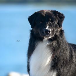 G - Australian Shepherd