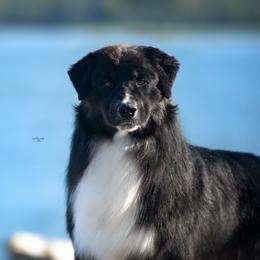 G - Australian Shepherd