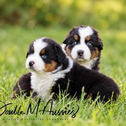 Dolly - Black tri-color female Australian Shepherd puppy in Olivehurst, California from Double M Aussies