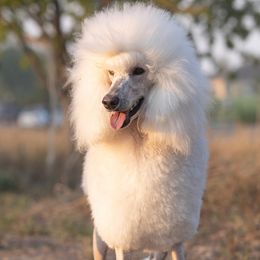 Barbie  - Poodle