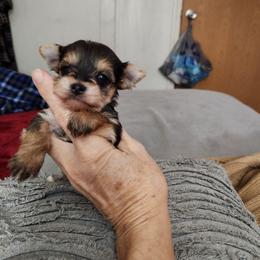 No Collar - Black and gold female Yorkshire Terrier puppy in Sidney, Ohio from Little Yorkie World