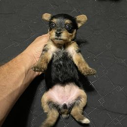 Yorkshire Terriers from Johnson’s Koi&MoreLLC
