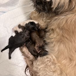 Girl 2 - Black female Shih Tzu puppy in Kennewick, Washington from Elizabeth's pups