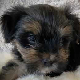 Miniature Australian Shepherds, Toy Australian Shepherds, and Yorkshire Terriers from Bullish R Ranch