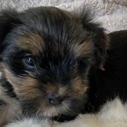 Miniature Australian Shepherds, Toy Australian Shepherds, and Yorkshire Terriers from Bullish R Ranch