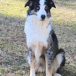 Dazarene - Australian Shepherd