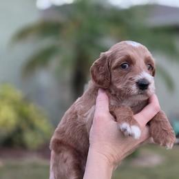 Violet - Red  female Goldendoodle puppy in Palm Harbor, Florida from Macis Golden Doodles