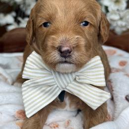 Zack - Apricot male Goldendoodle puppy in Yuciapa, California from AlltheDoodlez_