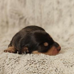 Cedar - Black and cream male Dachshund puppy in Pasco, Washington from Loyal Lil Dachshunds