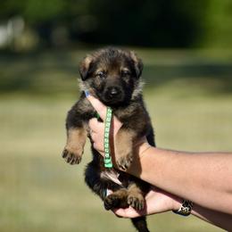 Green - Sable male German Shepherd puppy in Cherryville, North Carolina from Masky Kennel