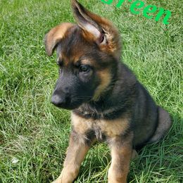 Green - Sable male German Shepherd puppy in Chiefland, Florida from The Shepherds' House